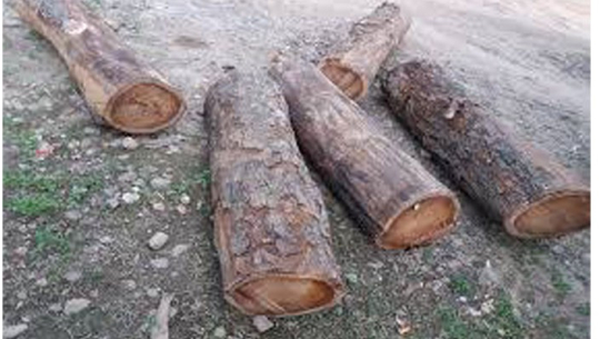 कैलालीबाट अवैध काठ सहित ट्याक्टर नियन्त्रणमा