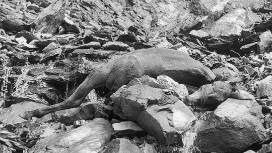 बाजुरामा करेन्ट लागेर २ खच्चड मरे