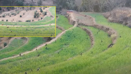 Monkey menace leaves Baitadi farmlands barren, farmers abandon agriculture