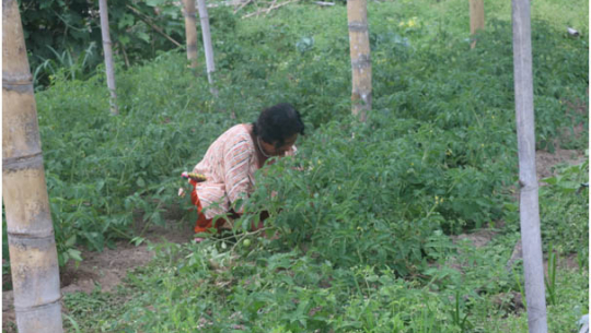 एकल महिलाको लोभलाग्दो अग्र्यानिक तरकारीखेती