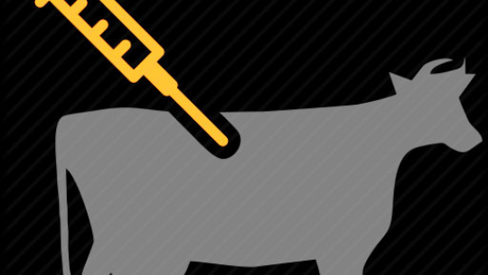 सुदूरपश्चिम प्रदेशका पशुमा खोरेत रोगको महामारी