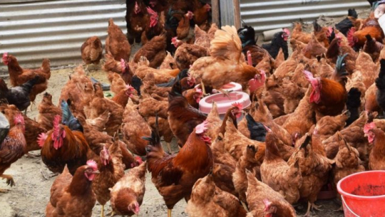 २९ वर्षदेखि कुखुराको व्यापारमा कञ्चनपुरका छविलाल