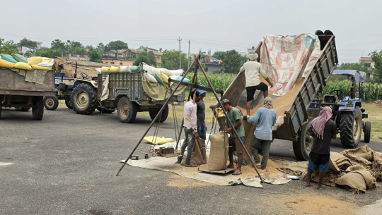 समर्थन मूल्यभन्दा बढीमा गहुँ बेच्न पाउँदा किसान खुसी