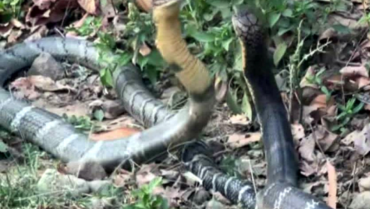 कैलालीमा दुर्लभ किङ कोब्रा देखापर्‍यो