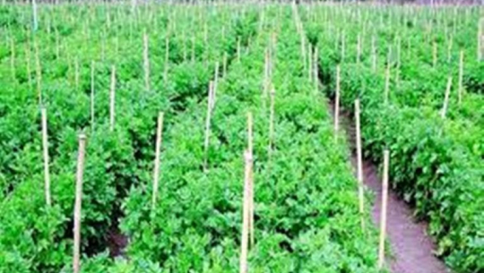 कृषिबाटै नाम, दाम र सम्मान