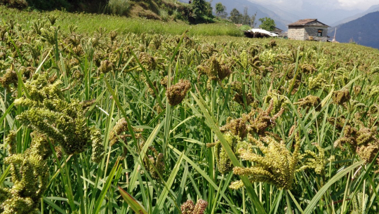 बझाङमा रैथानै अन्नको माग बढ्यो,उत्पादन घट्यो