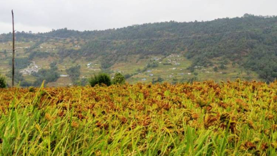 हराउँदै कोदोखेती