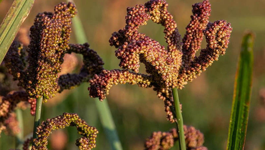 अछाममा कोदो दिवस मनाइँदै