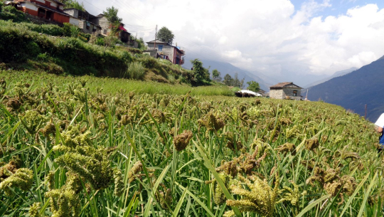 गाँठेकीराले कोदोबाली नष्ट गर्दा किसान चिन्तित