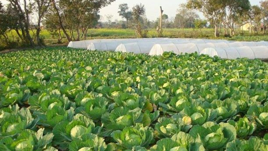 कृषि उत्पादन बिक्रीमा उचित मूल्य पाउन नसकेको गुनासो