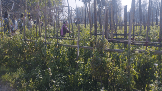 कैलालीको वनगाउँका एकसय घर तरकारी खेतीमा