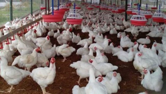 बर्ड फ्लू भेटिएपछि तीन हजार कुखुरा नष्ट