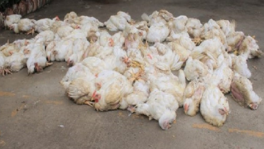 Authorities Confiscate Illegally Imported Chicken in Kanchanpur