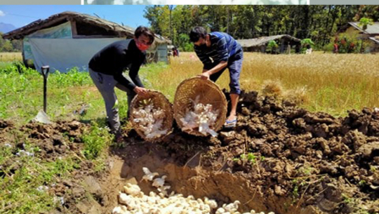 सुदूरपश्चिममा २५ करोडको बोइलर कुखुरा नोक्सान