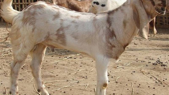 बैतडीमा खसी चोर्दै गर्दा युवक पक्राउ