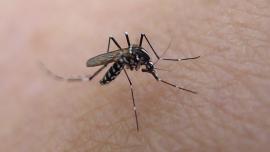 तराई र गर्मी ठाउँका रोगहरु पहाडी र हिमाली क्षेत्रमा