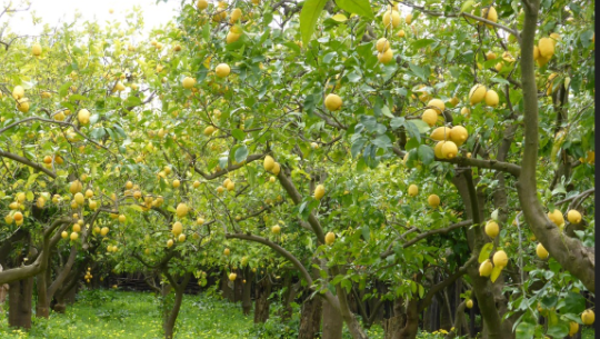 व्यावसायिक कागती खेती गर्दै दङ्गाली किसान