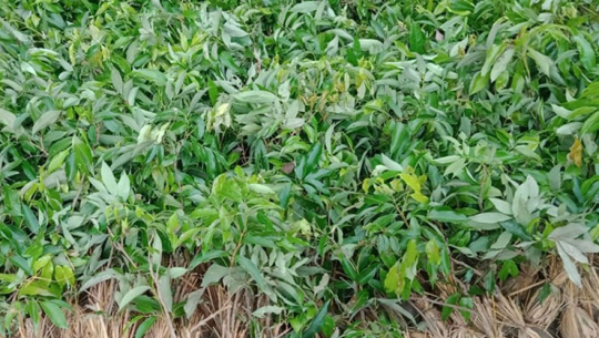 अछाममा कृषकलाई फलफूलका बिरुवा वितरण गरिँदै