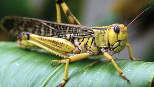 बैतडीमा पनि देखियो सलह