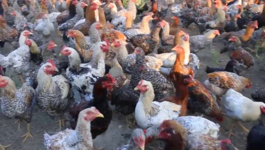 विदेशबाट फर्केर गाउँमै उद्यम