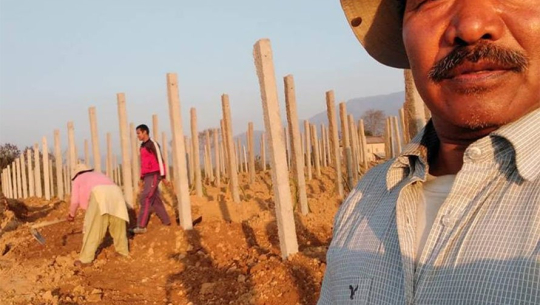 रुखो पाखोमा पूर्वमन्त्रीको ड्रागन खेती