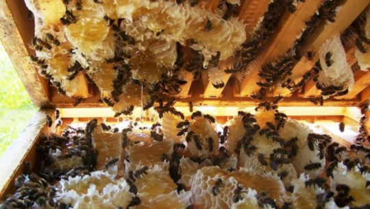 अज्ञात रोगले घारमै मर्न थाले मौरी