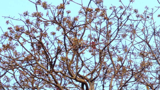 औषधीय गुण भएको महुवा सङ्कलन सुरु
