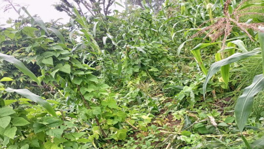 बैतडीमा मकैबाली सखाप पार्दै जंगली बँदेल