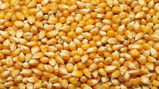 मुरली मकै सिफारिस गर्दै मकैबाली अनुसन्धान कार्यक्रम