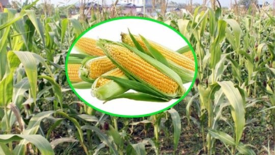 Maize Imports and New Cultivation Programs in Far West Nepal