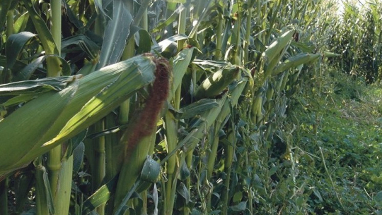 गहुँ भित्र्याउने बेला अब मकै र मुगीमास