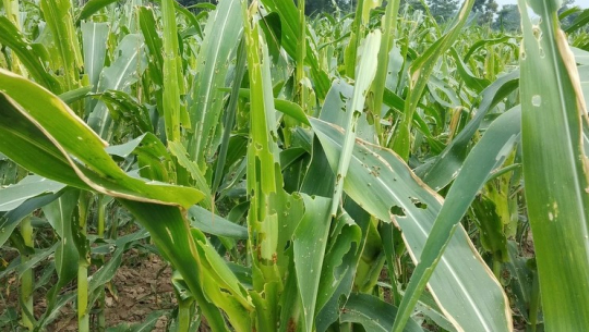 फौजीकिराले मकैबाली नष्ट