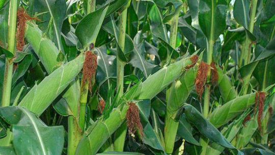 Spring maize farming thrives in Kanchanpur as farmers reap high yields from hybrid varieties