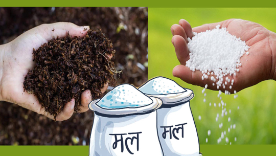 कञ्चनपुरका सहकारीमा अनुदानको मल छैन