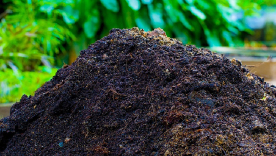 फाइल फोटो 