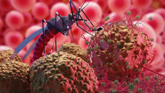 Rising risk of imported malaria in Kanchanpur due to open border with India