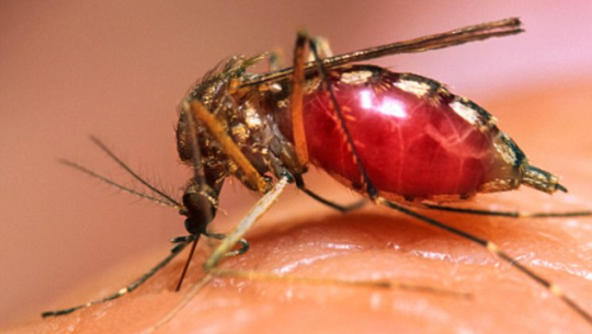 सुदूरपश्चिममा औलो सङ्क्रमणः निवारणको लक्ष्यप्राप्ति चुनौतीपूर्ण