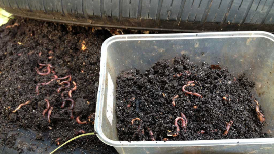 कुहिने फोहरबाट प्राङ्गारिक मल