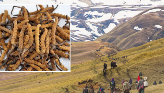 यार्सा सिजन सुरु भएसँगै अपी हिमालका विद्यालय १५ दिन बन्द