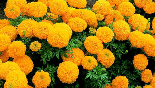 घर आँगनको फूलबाट आम्दानी गर्दै गृहिणी