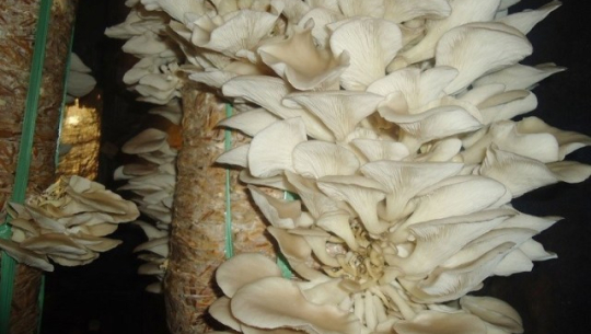 कञ्चनपुरमा फष्टाउँदै व्यावसायिक च्याउखेती