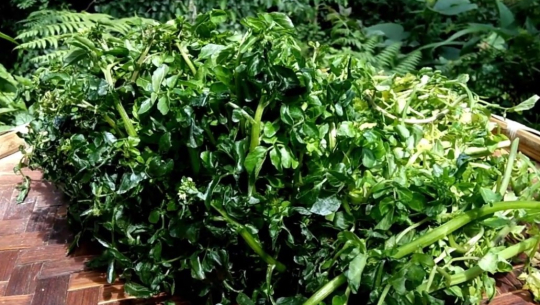 फाइल फोटो 