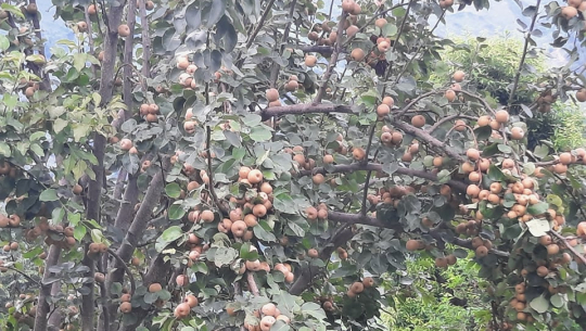 डोटीमा यसरी फल्यो मेलको बोटमा नास्पाती