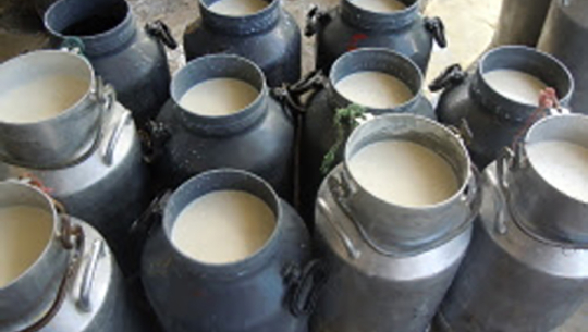 निःशुल्क दूध ढुवानी सेवा प्रदान गर्दै सहकारी