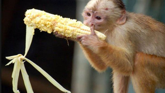 मकै जोगाउन डोटीका किसान रातभर जाग्राम बस्दै