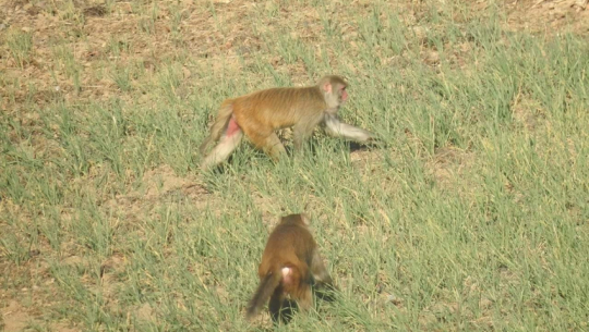बैतडीमा बाँदर आतङ्क, खेतीयोग्य जमीन बाँझै