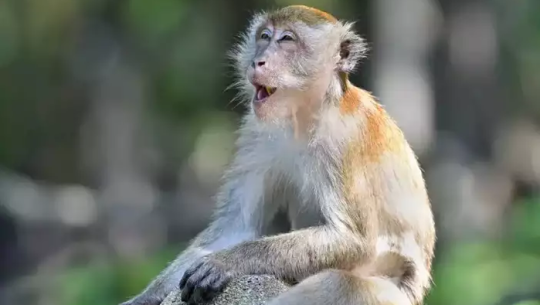 बाँदरले पनि गर्छन् ‘सेक्स टोय’ को प्रयोग ?