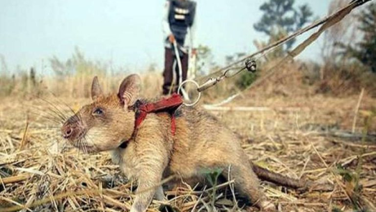 यस्तो मुसा, जुन कम्बोडियाको लागि हिरो छ