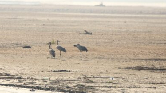 कर्णाली नदी क्षेत्रमा आइपुगे लक्ष्मण सारस