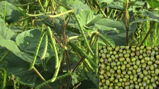 बझाङमा मुङखेती परीक्षण